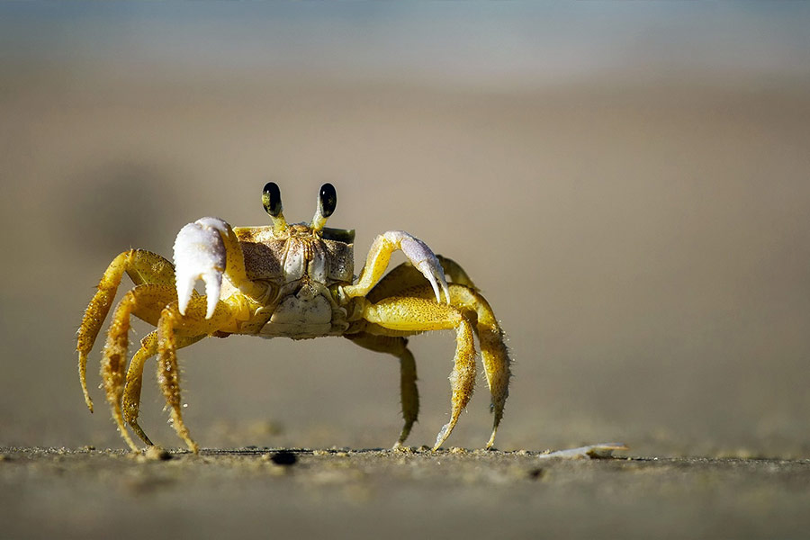Close up crustacean crawling beach crab