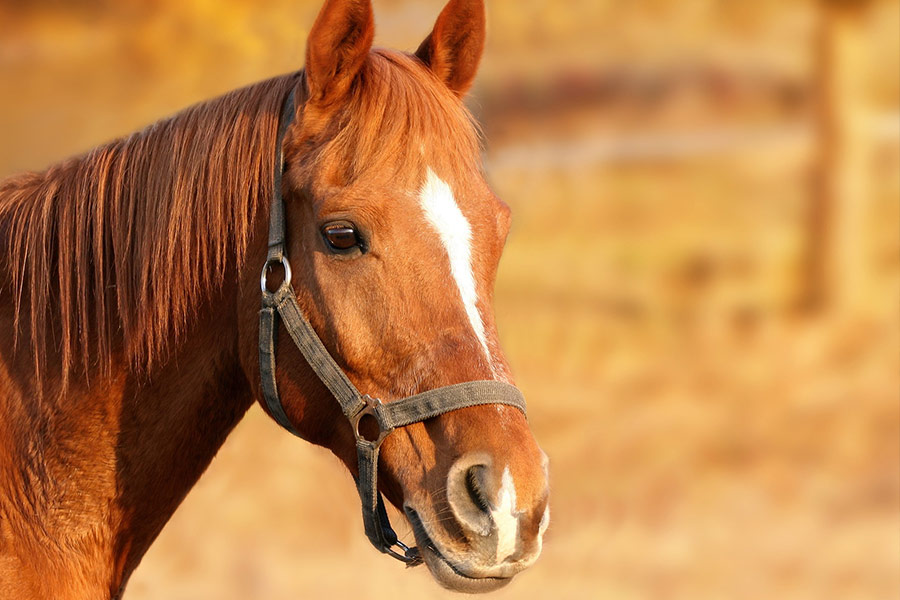 Horse brown head bridle