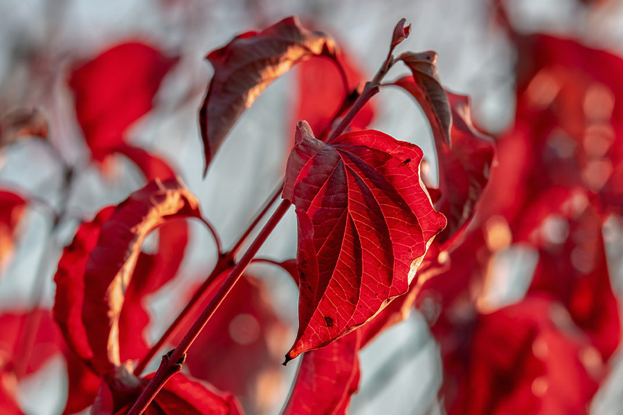 Autumn season leaves color