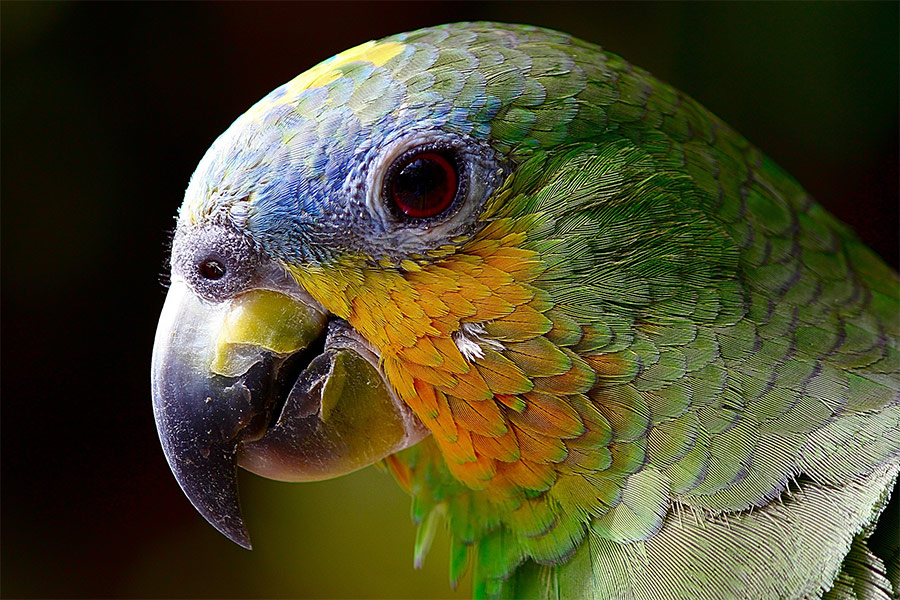 Colorful macaw parrot head