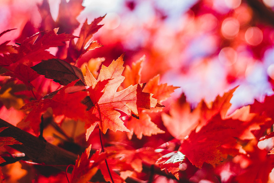 Maple leaves foliage