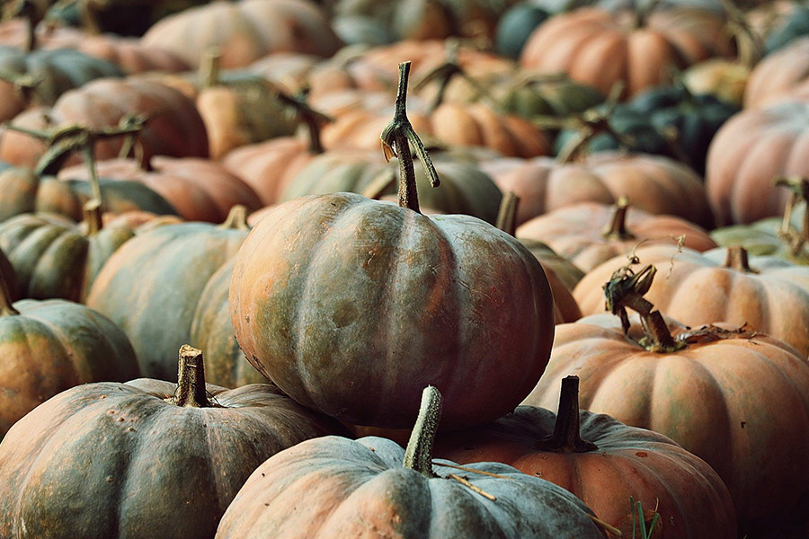 Vegetables pumpkins