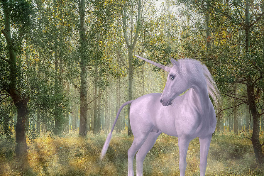 Unicorn forest fairytale