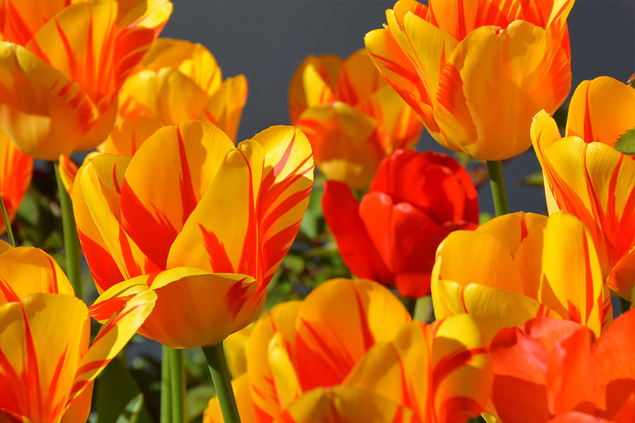 Orange tulip flowers