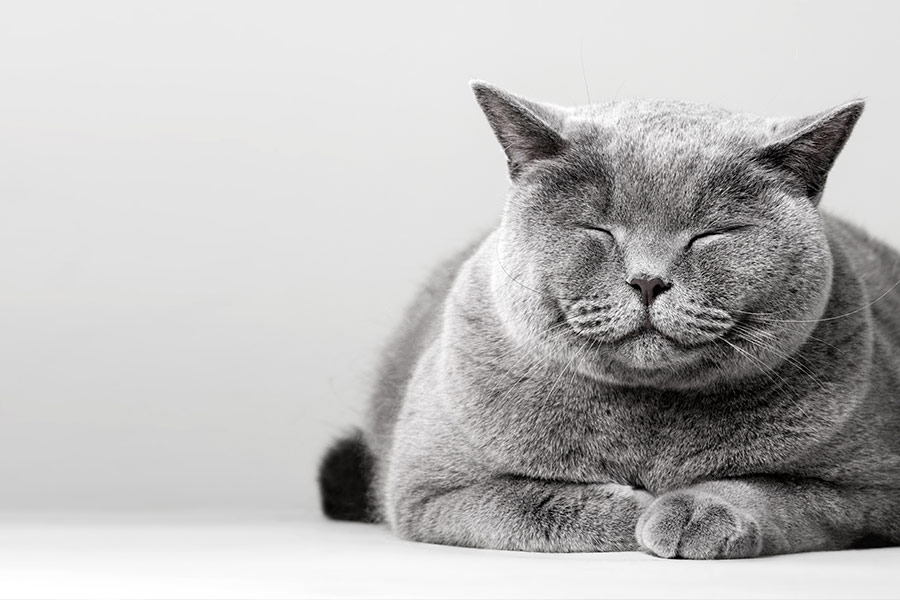 Sleepy smiling cat laying on the floor