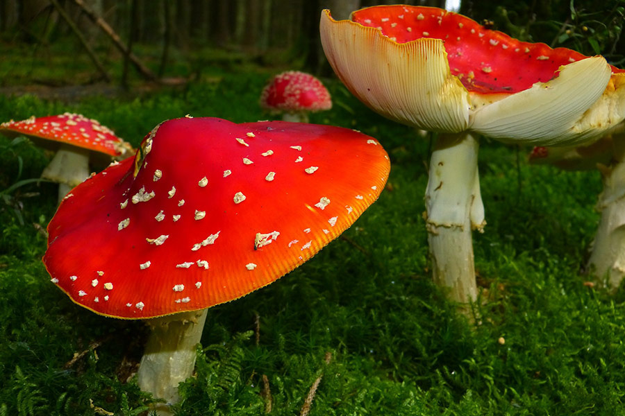 Fly agaric toxic mushroom