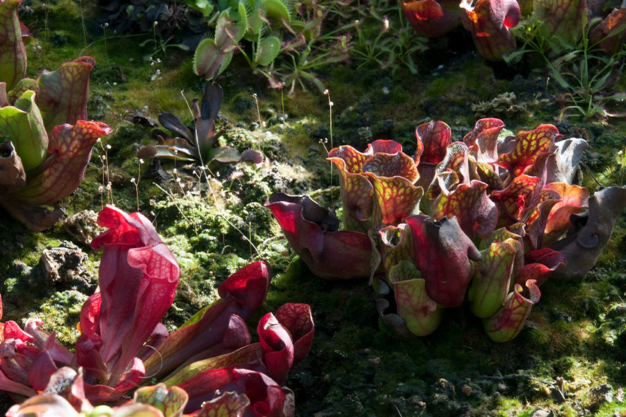 Autumn in the carnivorous garden Sdyney Australia