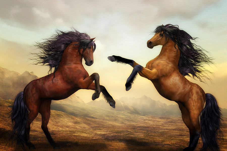 Pair wild stallion horses