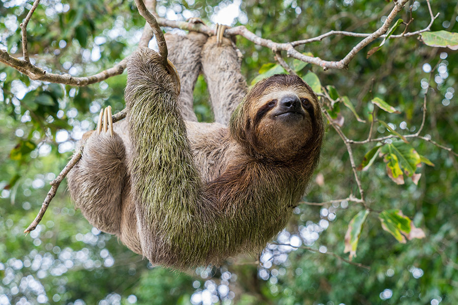 Sloth hanging from tree Costa Rica