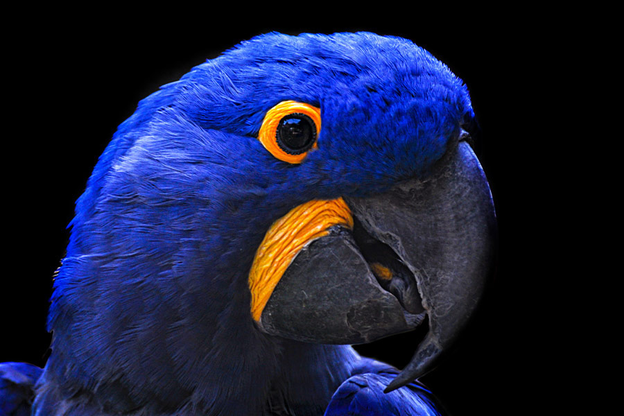 Close up parrot head