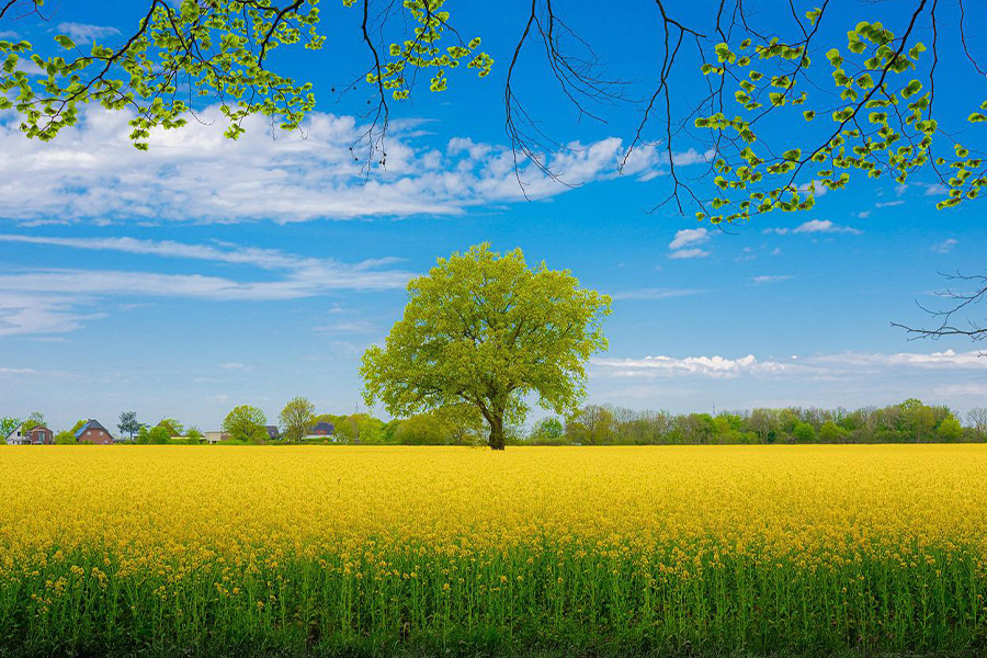 flower field with tree