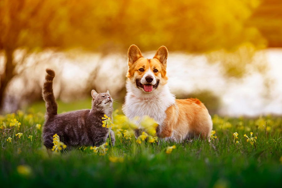 Cute fluffy friends corgi dog and tabby cat