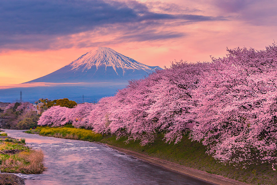 Mountain fuji in cherry blossom