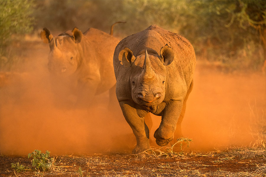 Two female rhinos