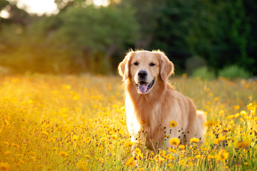 Young golden retriever posing in flowers