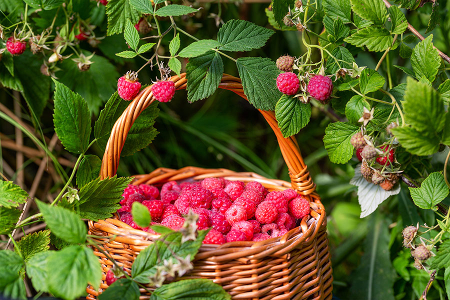 Raspberries in basket