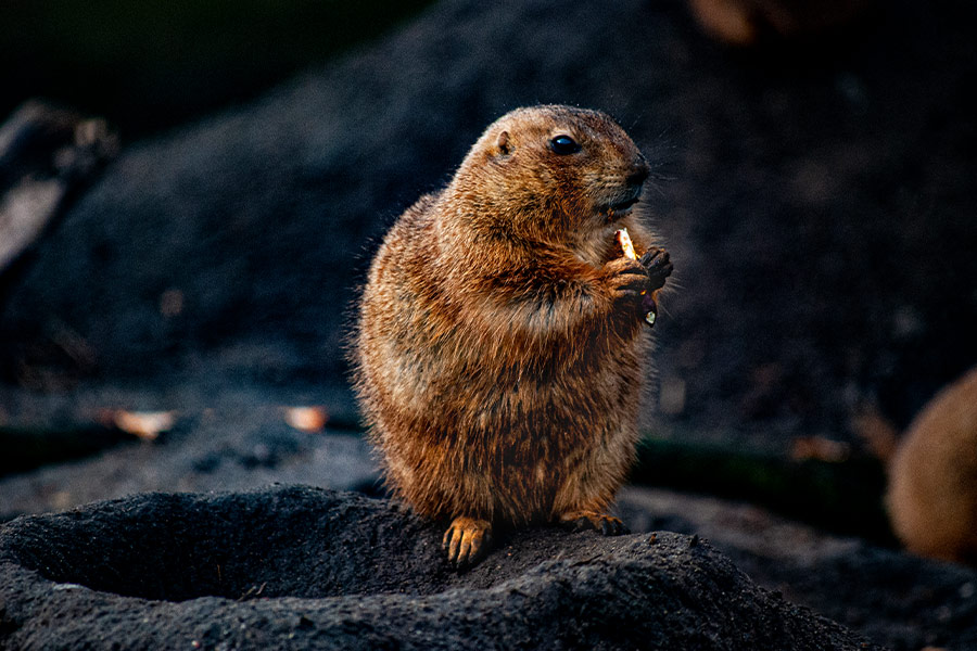 Furry ground dog enjoy meal