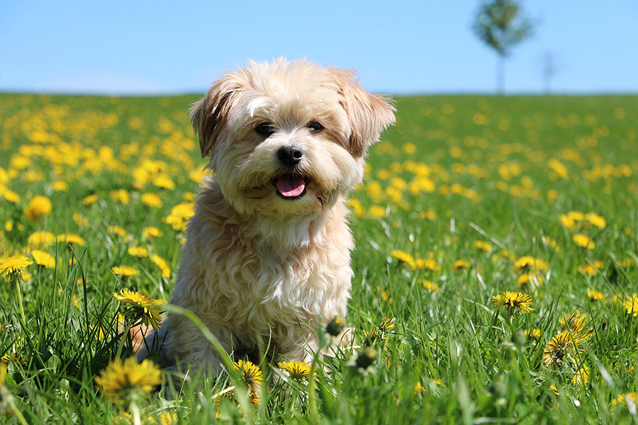 Havanese adult short hair