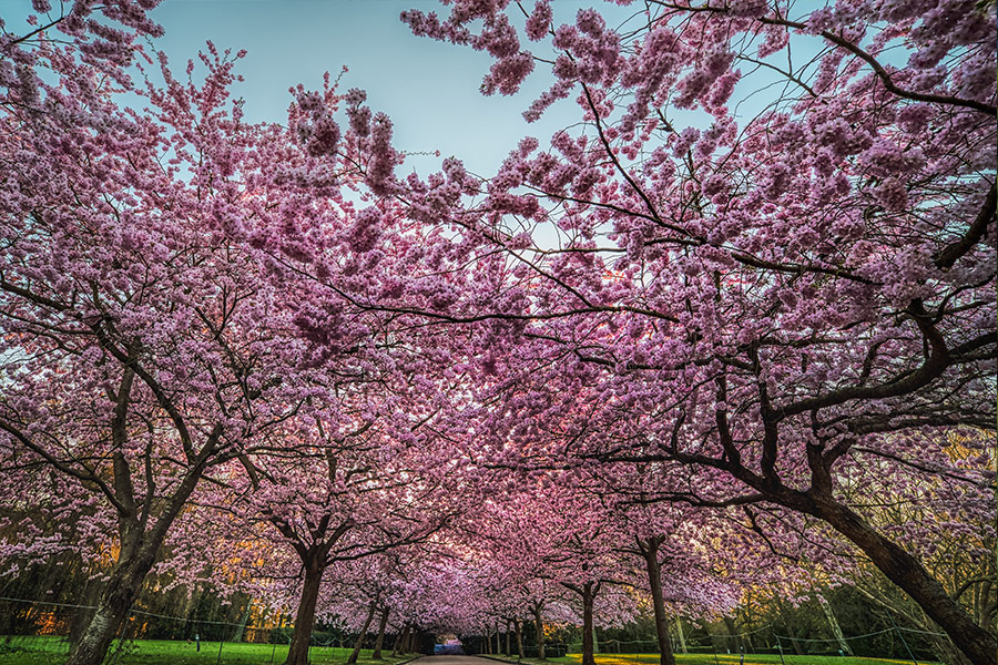 Sakura trees blooming thick pink flowers