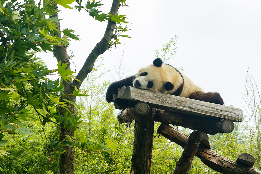 Sleeping giant panda in the park
