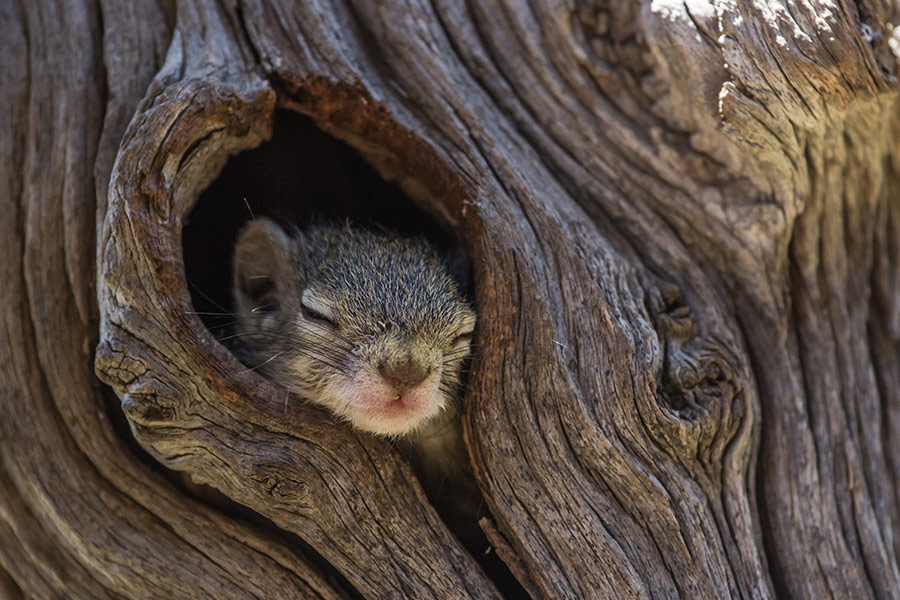 Squirrel sleeping in tree
