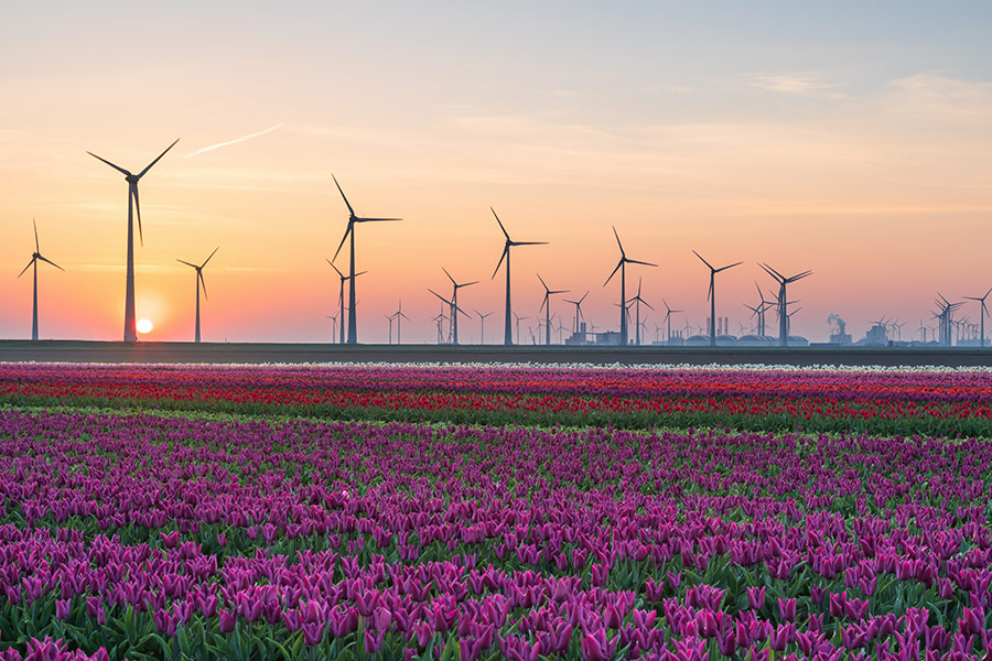 Massive tullips farm