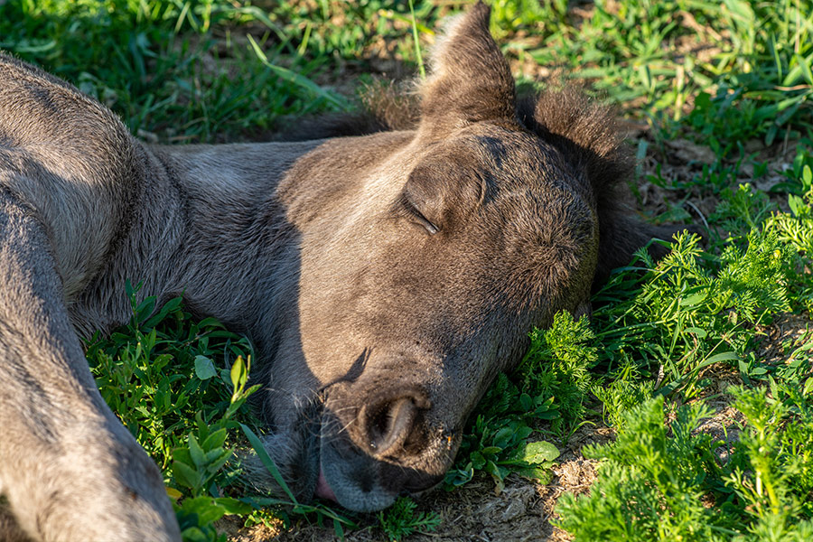 Close up head photo icelandic horse