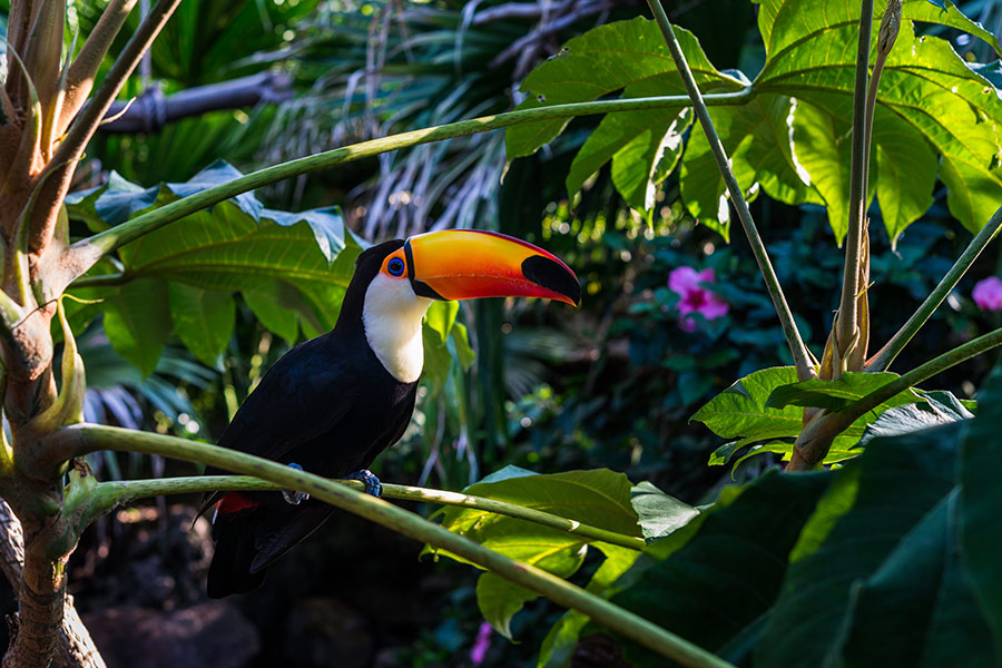 Toucan tropical bird sitting tree branch