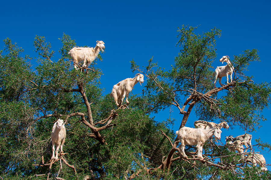 Goats on the tree branches