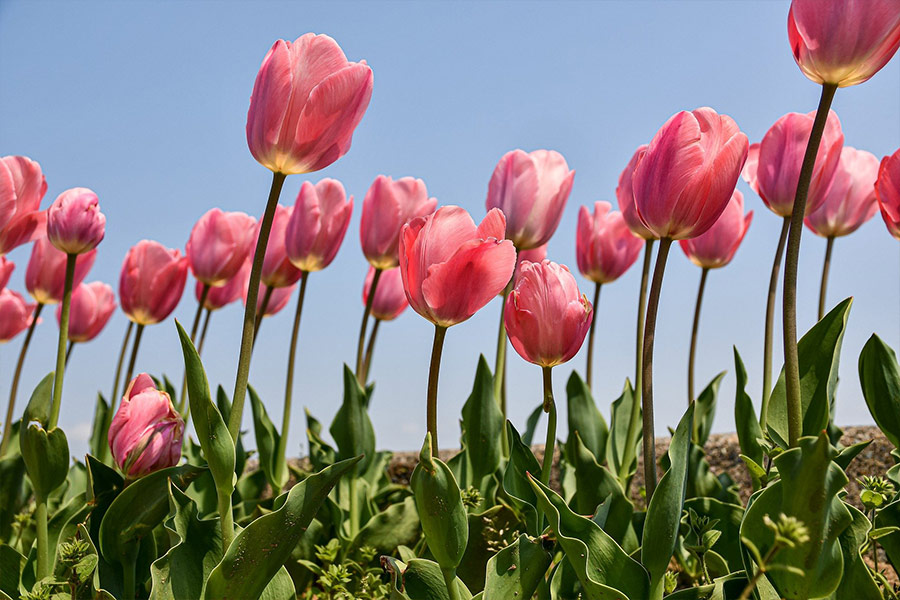 Seasonal tulips blossom