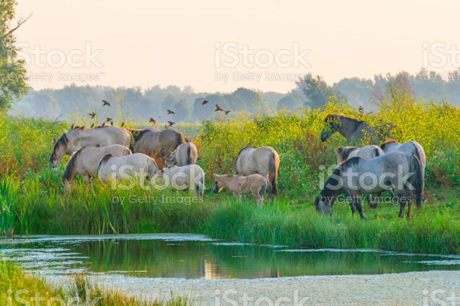 Horses on a bright area