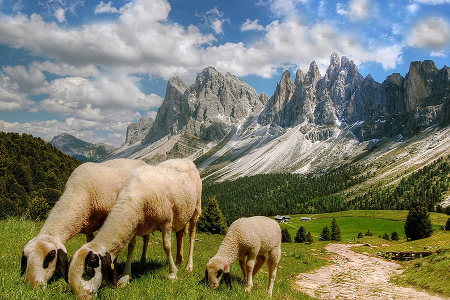 Sheeps beautiful surrounding