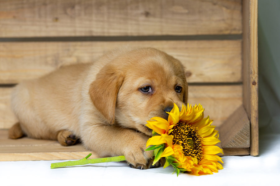 Blonde labrador puppy lies in wooden box sunflower its paws