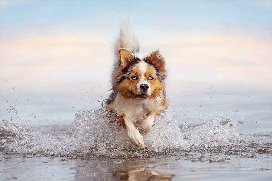 Australian shepherd dog in water