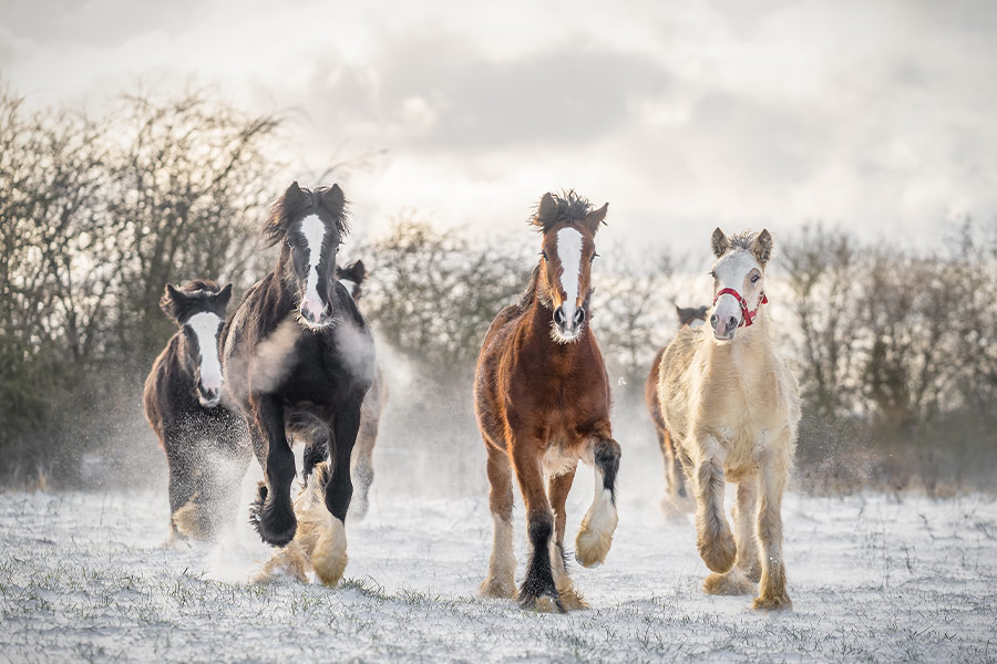 Beautiful big Irish cob horses