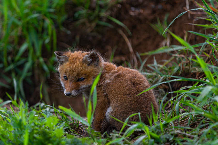 Young fox