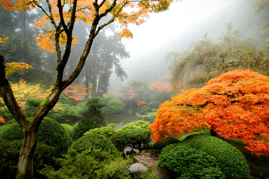 Japanese garden plants