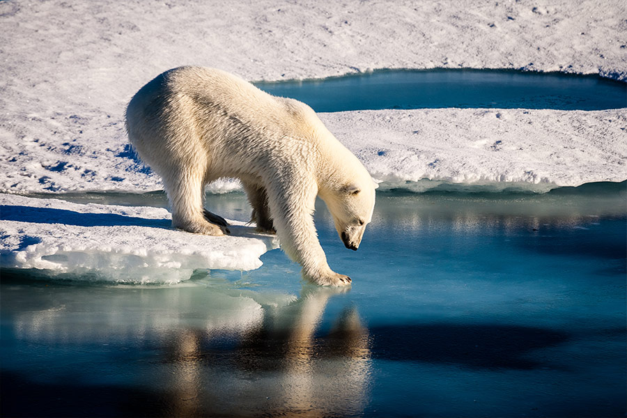 Melting polar bear on ice