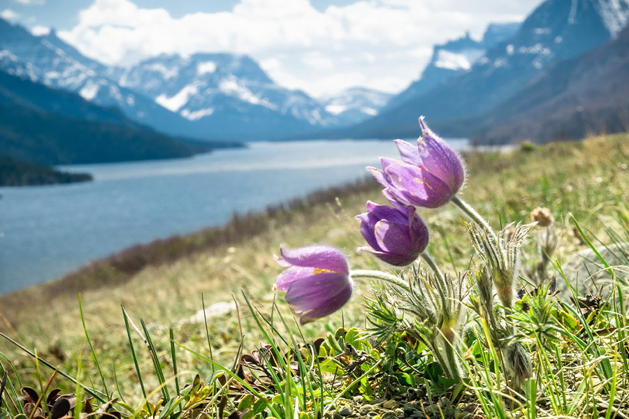 Alpine beautiful background
