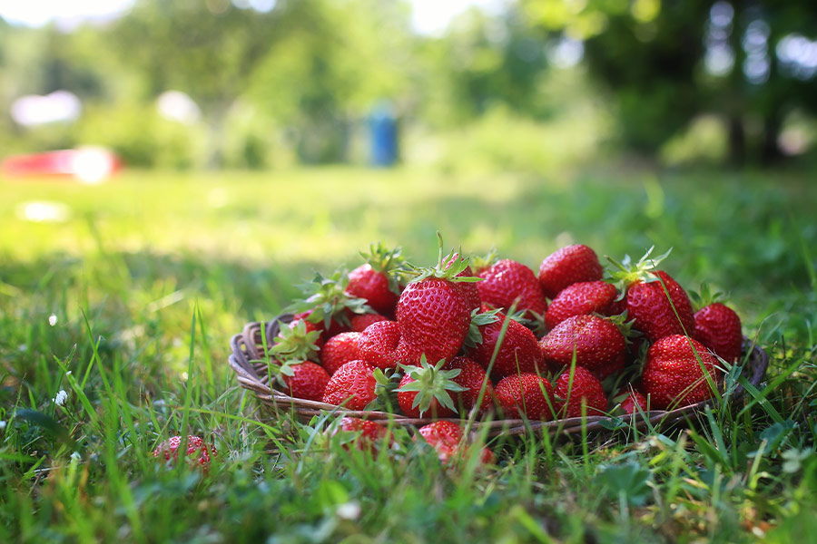 Basket of strawberries on grasses