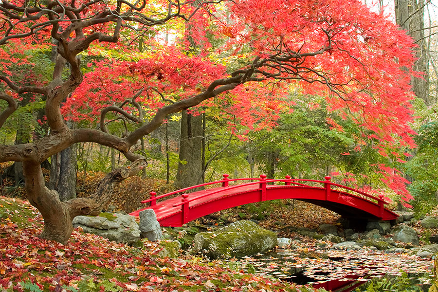 Small japanese bridge