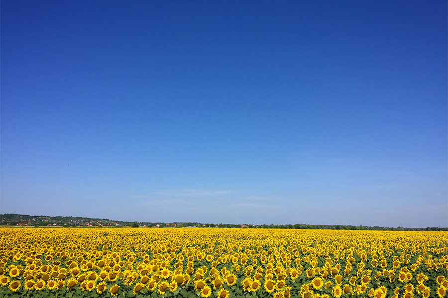 Sunflower under blue sky