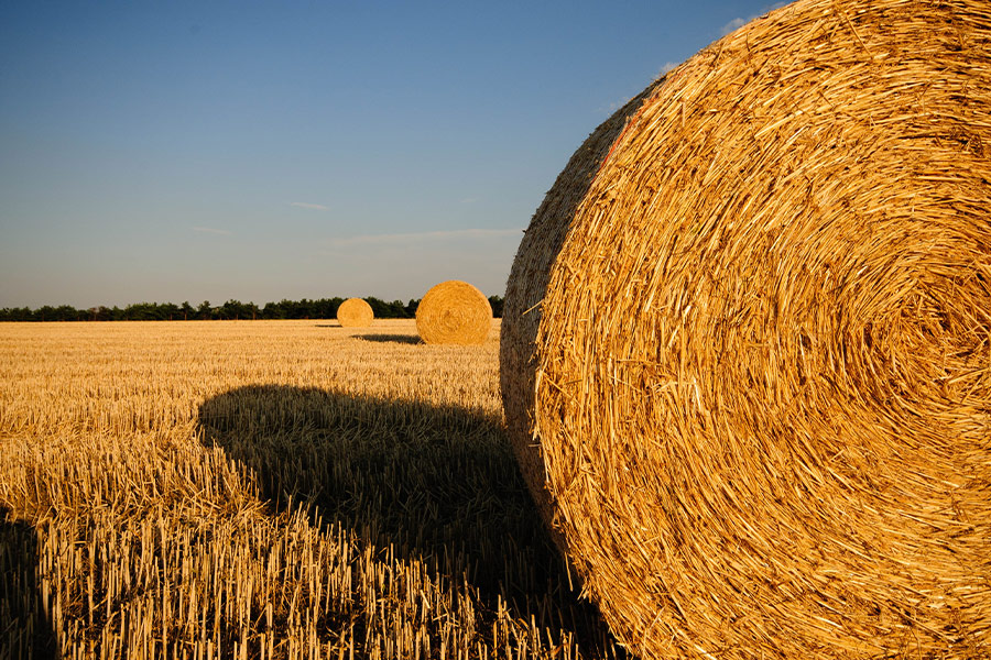 Rolls of hay in the field