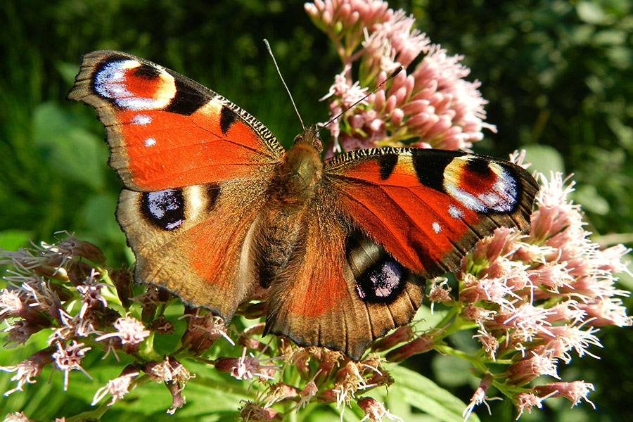 Peacock butterfly