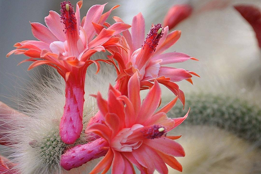 Cactus flowers