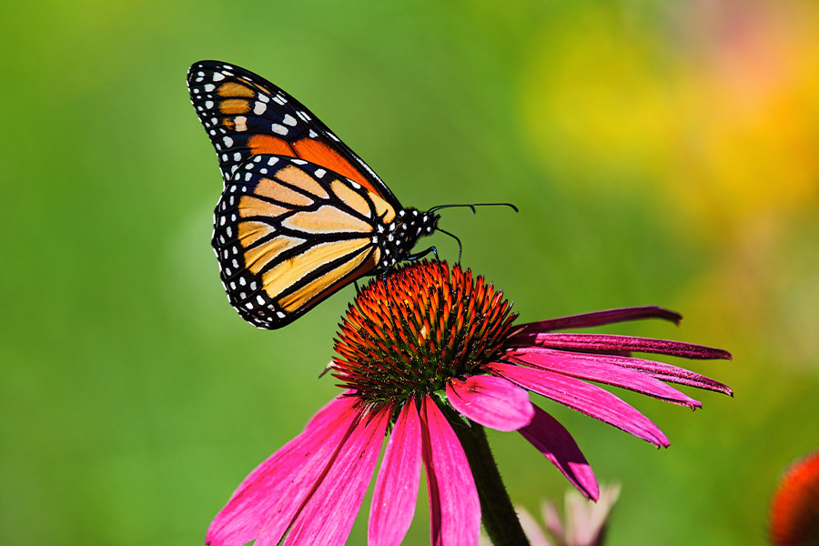 Butterfly on flower pollen