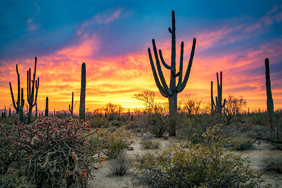 Massive saguaros in Sonoran desert at sunset