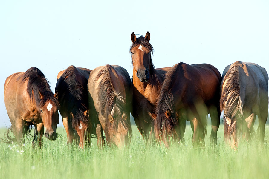 Group of brown horses