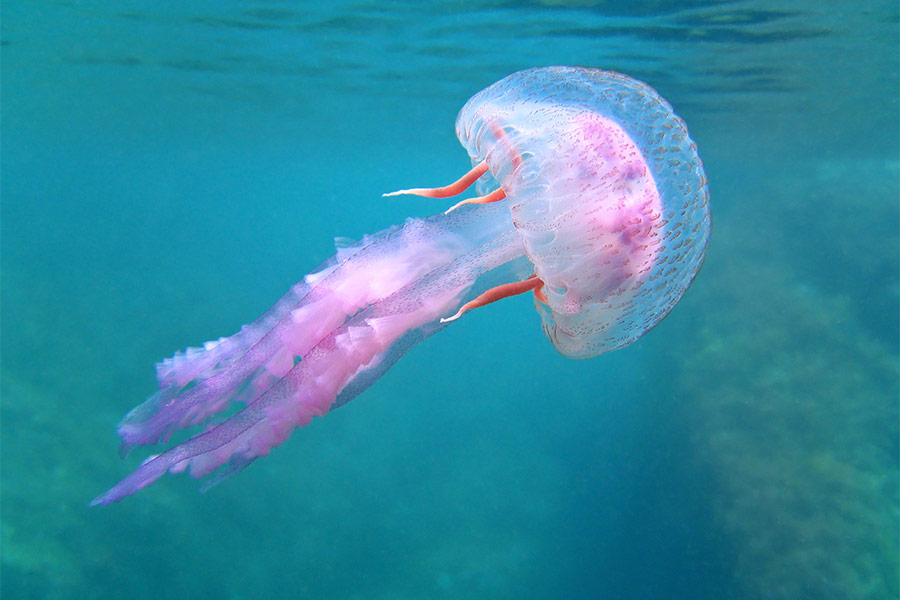 Dangerous jellyfish Mediterranean sea