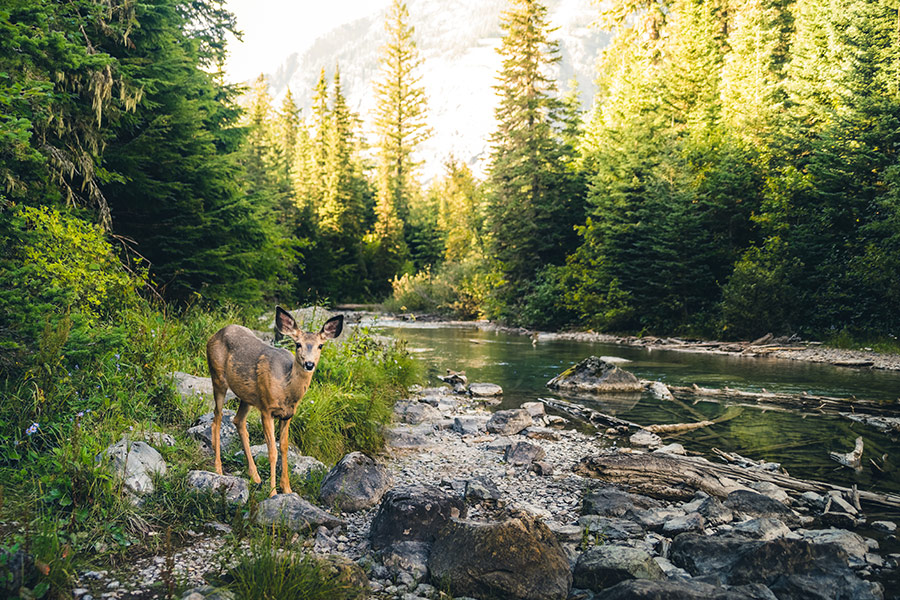 Alone deer in a forest